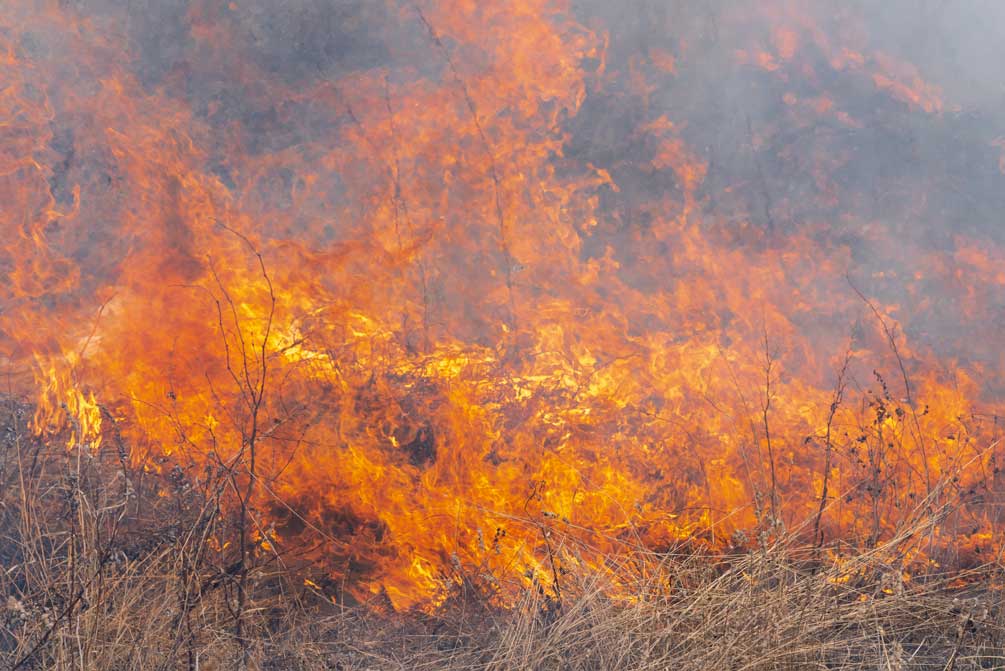 Istituzione periodo a rischio incendi boschivi dal giorno 11 giugno 2022