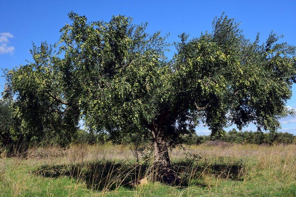 Giornata mondiale dell’olivo, Confagricoltura: innovare per rendere piu’ competitivo questo importante patrimonio tricolore